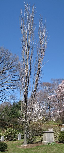 252px-acer saccharum %27newton sentry%27%2c mount auburn cemetery