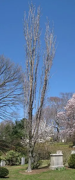 252px-acer saccharum %27newton sentry%27%2c mount auburn cemetery