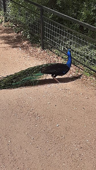 337px-austin zoo peacock