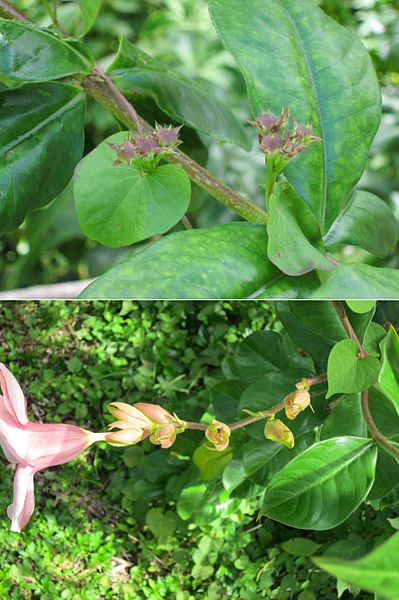 399px-allamanda blanchetii %28purple allamanda%29%2c ho%27omaluha botanical garden%2c oahu%2c hawaii