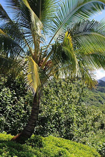400px-hanalei valley lookout%2c kuhio hwy%2c princeville - panoramio