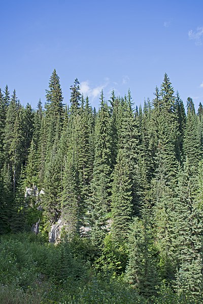 400px-mount revelstoke np trees on slopes