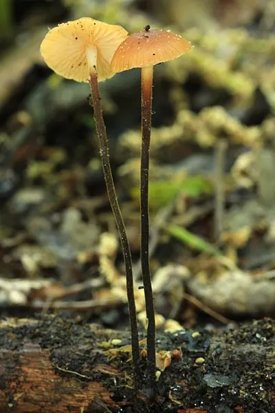 400px-rhizomarasmius pyrrhocephalus %28berk.%29 r.h. petersen 330892