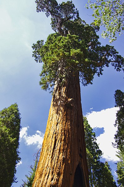 400px-sequoia national park 03