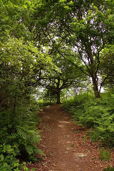 400px-trail in shotover country park - geograph.org.uk - 2442869