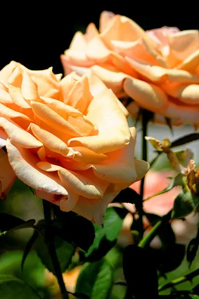 400px-tulsa oklahoma woodward park roses