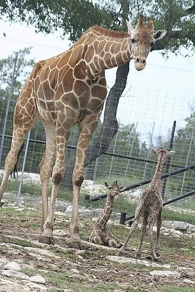 400px-twin giraffes born at natural bridge wildlife ranch