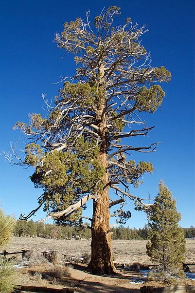 401px-hangmans tree - gold fever trail - big bear california