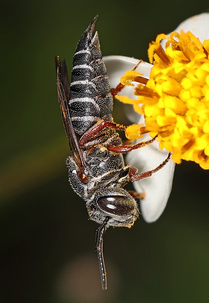 413px-leaf-cutter bee - coelioxys species%2c winding waters natural area%2c west palm beach%2c florida - flickr - judy gallagher