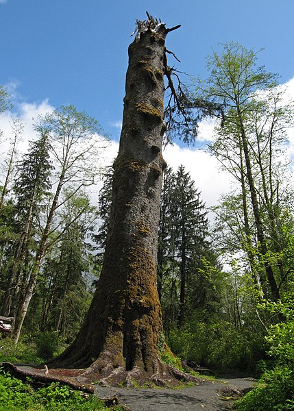 429px-klootchy creek sitka spruce giant