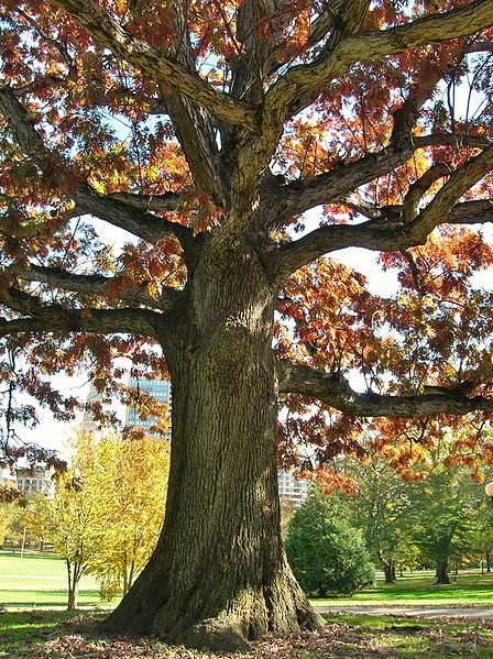 448px-footguard oak %28charter oak scion%29%2c bushnell park%2c hartford%2c ct - november 2011