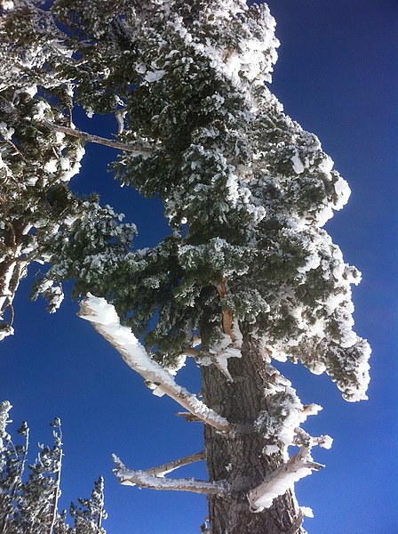 448px-pine tree atop mountain high east%2c wrightwood california%2c december 2010 - panoramio