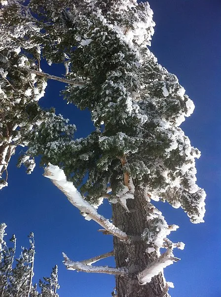 448px-pine tree atop mountain high east%2c wrightwood california%2c december 2010 - panoramio