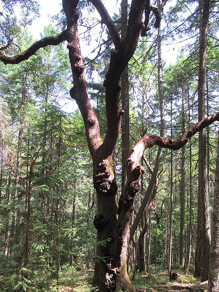 450px-arbutus tree %2851279255866%29