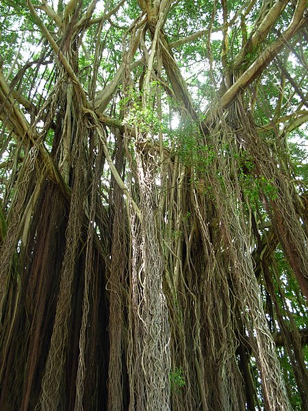 450px-banyan - - queen liliuokalani gardens%2c hilo%2c hawaii %282440453746%29
