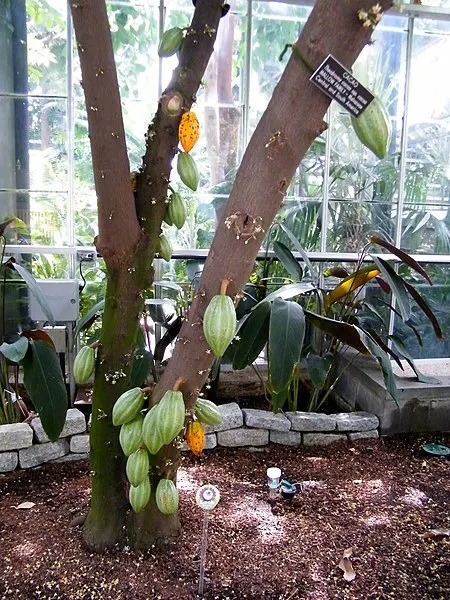 450px-cacao - united states botanic garden%2c washington%2c d.c. - sarah stierch