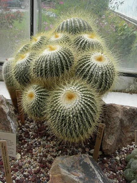 450px-cactus in volunteer park conservatory 03