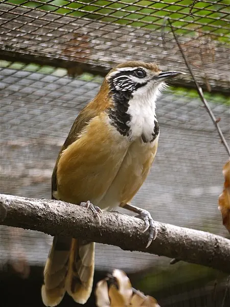 450px-garrulax pectoralis -uk -captive-6a