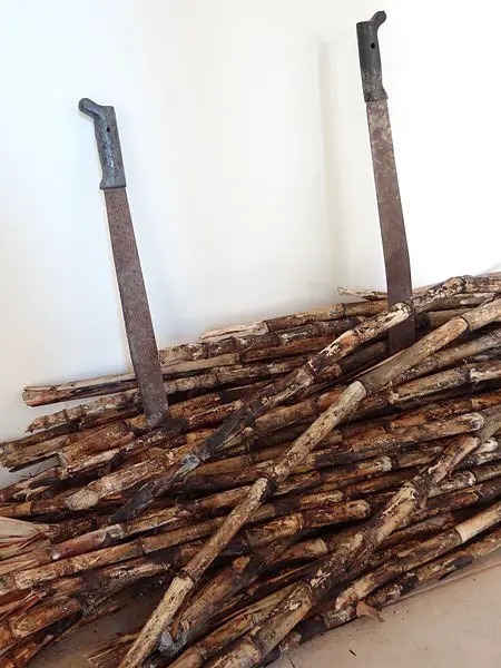 450px-machetes and sugarcane - display in museum of mayan culture - chetumal - quintana roo - mexico - 01