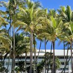 450px Palm trees at Palm Cove Beach2C Queensland2C 20202C 07