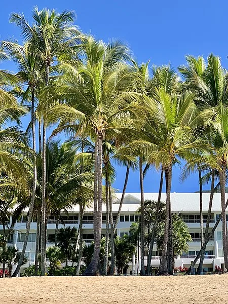 450px Palm trees at Palm Cove Beach2C Queensland2C 20202C 07 450px-palm trees at palm cove beach%2c queensland%2c 2020%2c 07