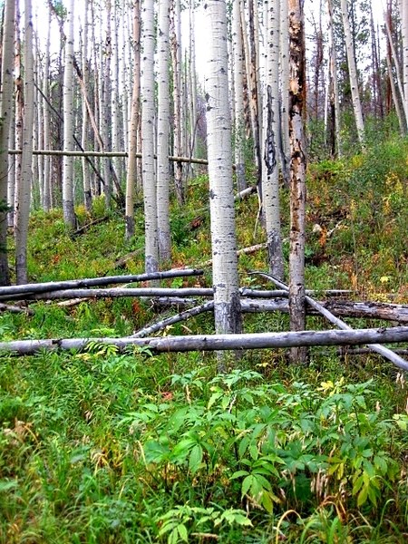 450px-stand of aspen along the trail to lily pad lake%2c nw of the town of frisco%2c summit co.%2c co - panoramio