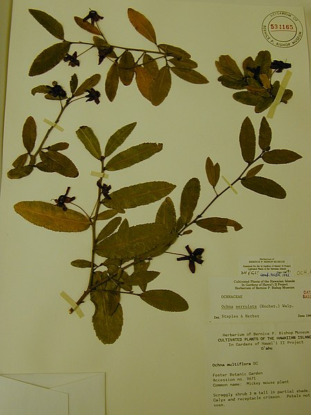 450px-starr-020719-0043-ochna serrulata-bish specimen-foster botanical garden-oahu %2824442351752%29