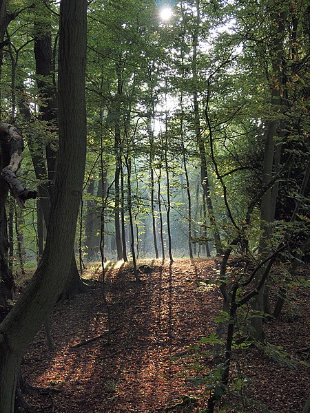 450px-thorndon country park autumn - geograph.org.uk - 2115402