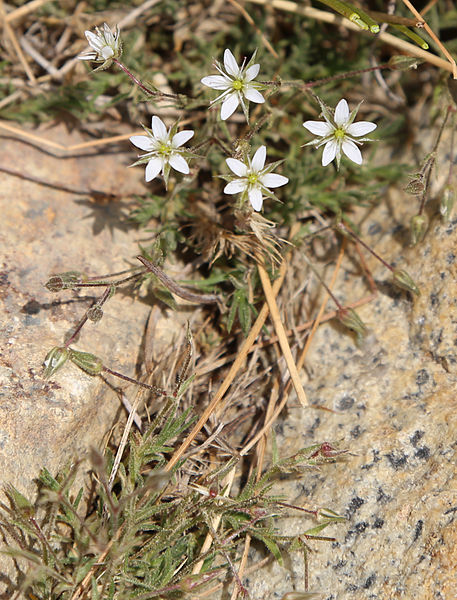 457px-minuartia nuttallii nuttalls sandwort