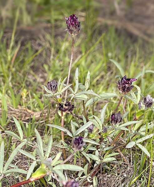 493px-trifolium longipes subsp. atrorubens %28longstalk clover%29 %287178307295%29