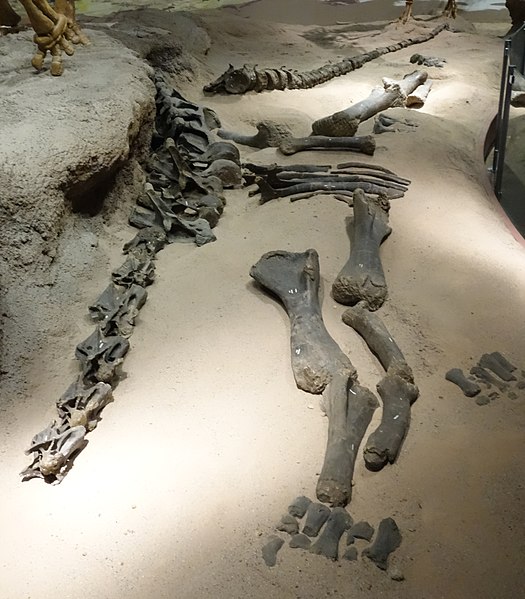 525px-haplocanthosaurus vernal 1