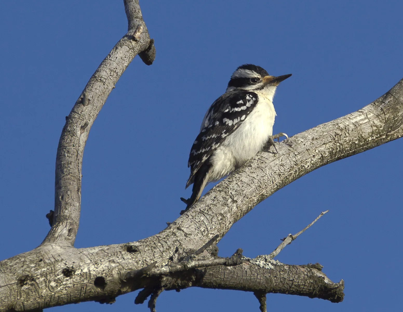 7035838791 cfa64793bd h 7035838791 cfa64793bd h