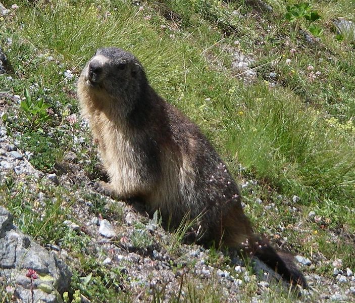 703px-alpine marmot