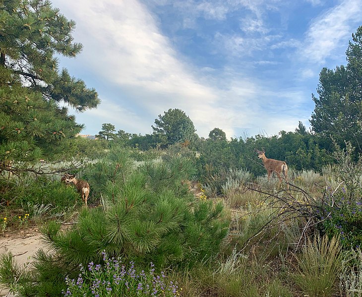 730px-deer at ute valley park in colorado springs%2c colorado %2848743044018%29