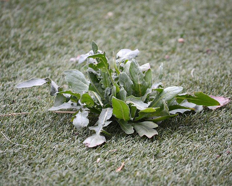 750px-artificial turf and natural flowers vraie plante sur gazon de plastique nice avril 2018