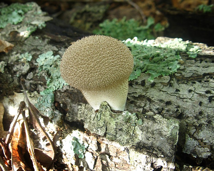 750px-lycoperdon pulcherrimum 58682