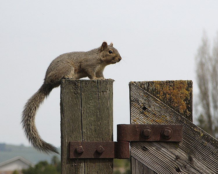 750px-squirrel at ardenwood farm