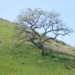 772px Oak at Upper Las Virgenes Canyon