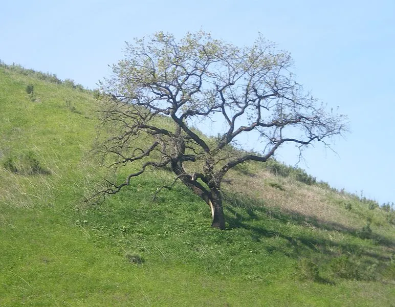 772px Oak at Upper Las Virgenes Canyon 772px-oak at upper las virgenes canyon