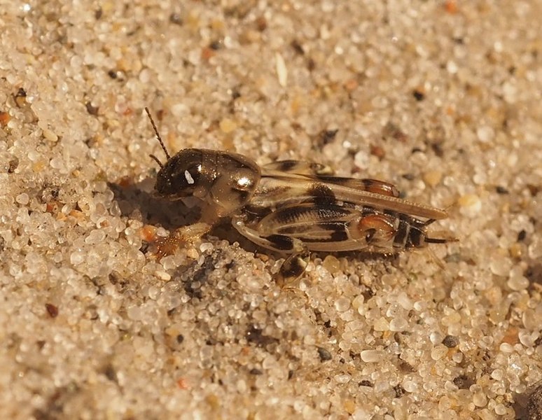 774px-tridactylidae - pygmy mole cricket
