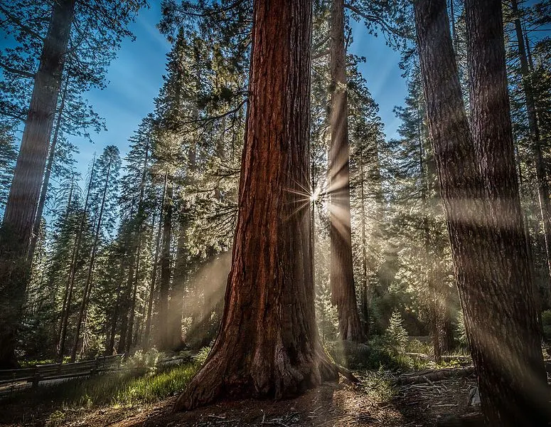 775px-sequioa giants%2c yosemite%27s mariposa grove%2c california--united states