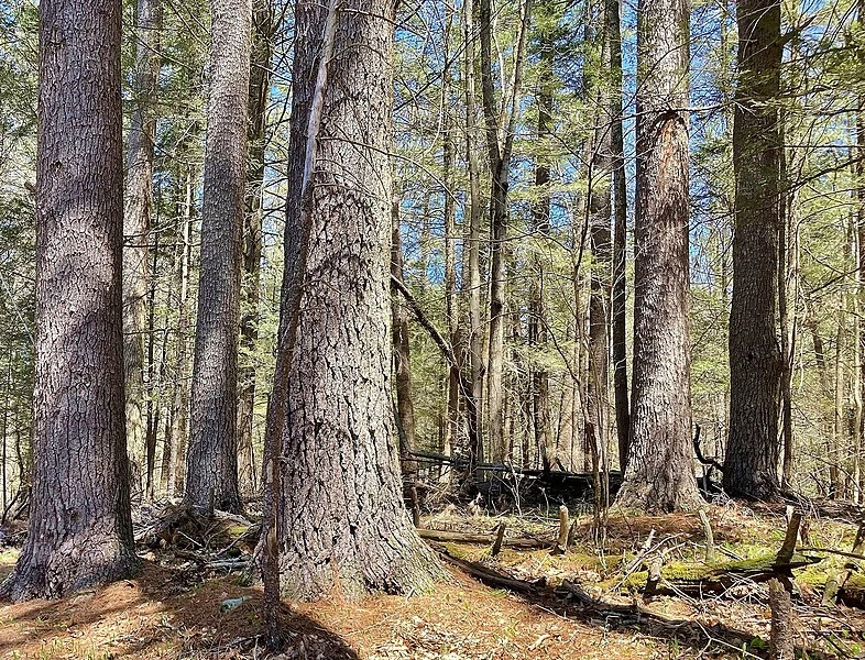 786px-white pine trees in cathedral pines preserve%2c cornwall%2c ct - april 2022