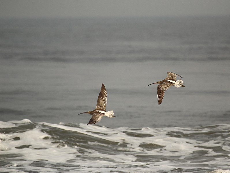 797px-eurasian curlew in flight from puthuvype beach%2c kochi%2c kerala