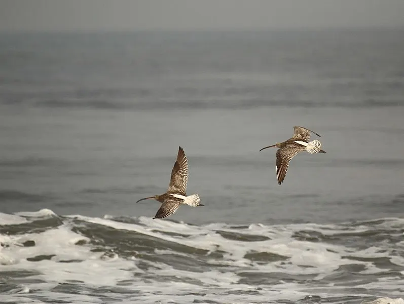 797px-eurasian curlew in flight from puthuvype beach%2c kochi%2c kerala