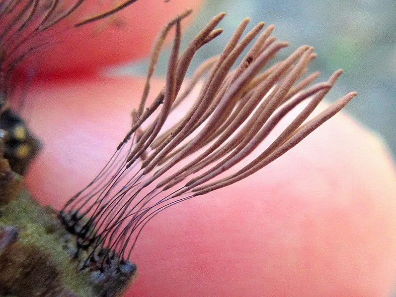 797px Stemonitis splendens Rostaf 546813 797px-stemonitis splendens rostaf 546813