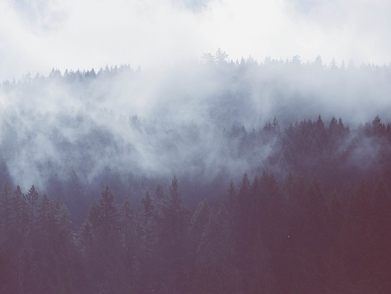 798px-pine trees and fog %28unsplash%29