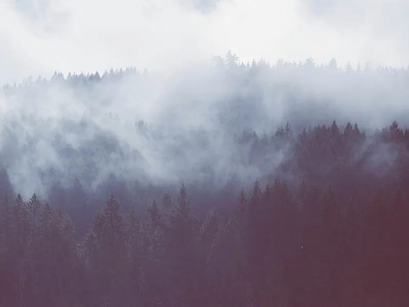 798px-pine trees and fog %28unsplash%29