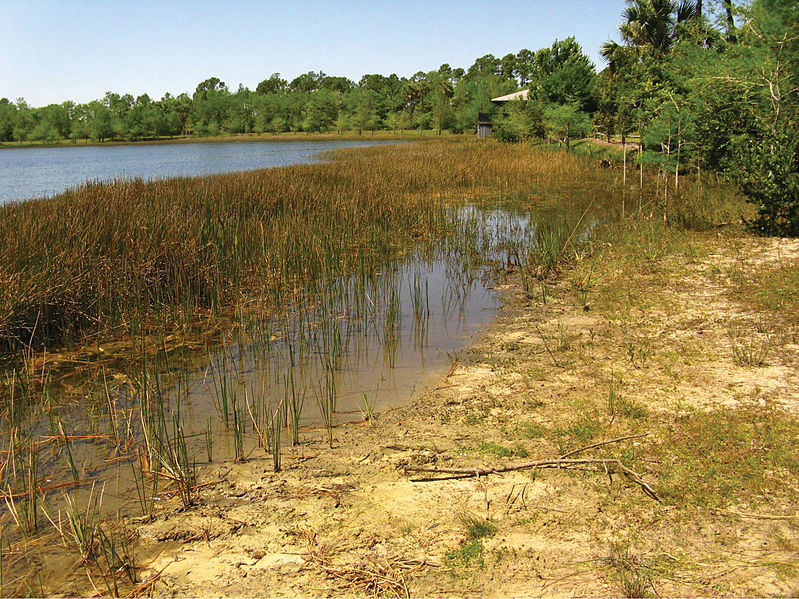 799px-habitat of semiardistomis viridis %28say%29 at grassy waters preserve%2c west palm beach%2c florida%2c usa - zookeys-210-019-g018