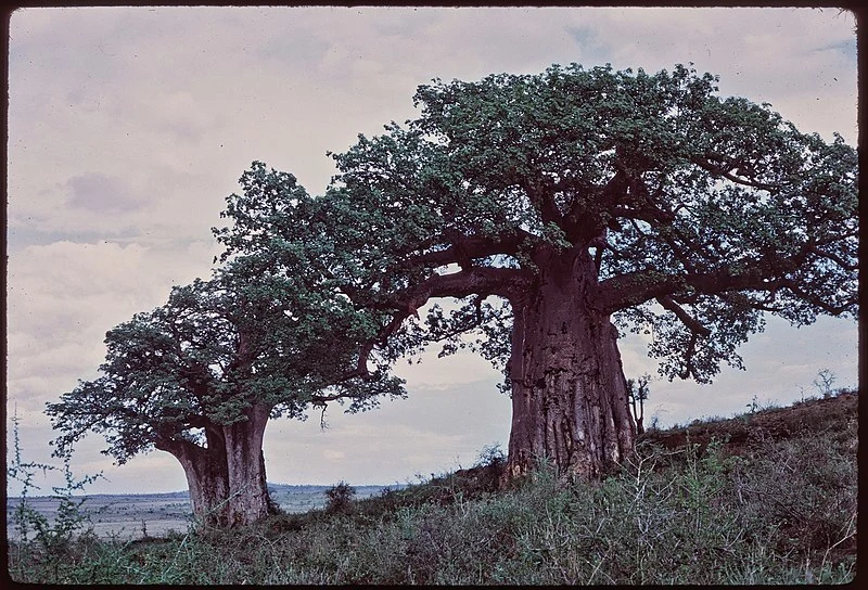800px-27-12-%2771 tanzania - arusha tarangire - baobabs