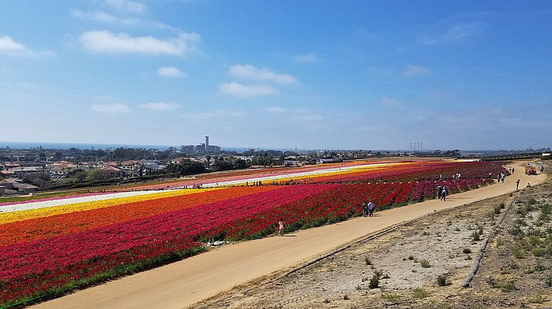 800px-amazing color %2c flower fields of carlsbad%2c california %2851099840431%29